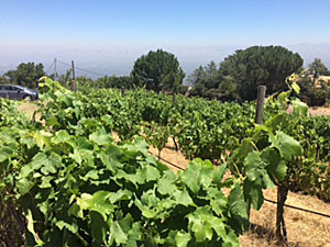 Monte Bello - Ridge Vineyards